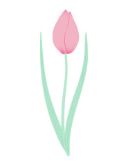Tulip flower hand drawn flat illustration. Spring blossom, pink bloom, floral element. Vector design, isolated. Mothers Day, Easter, seasonal, botanical clip art