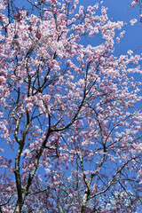 青空に映える枝垂れ桜