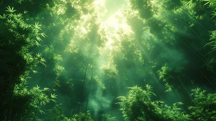 Keuken spatwand met foto Sunlight streaming through a dense bamboo forest © visual artstock