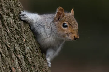 Fotobehang squirrel on a tree © Ba
