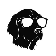 Golden retriever dog, 