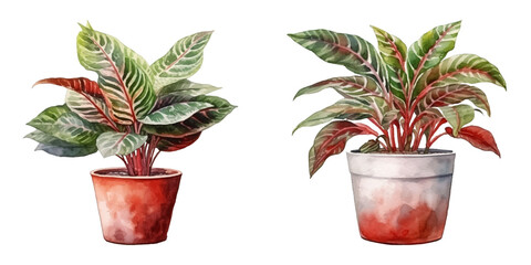 croton plant in a pot watercolor vector illustration © Finkha