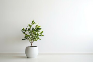 A potted plant placed on a white surface, suitable for various design projects