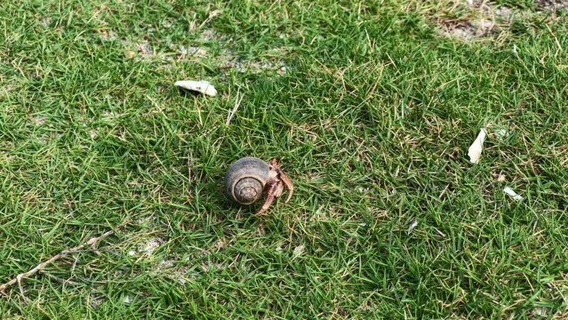 Hermit crab in Cuba. Hermit crab runs on the grass near the Atlantic Ocean. Summer vacation of a hermit crab on the ocean shore. Crustacean on the beach of Liberty Island