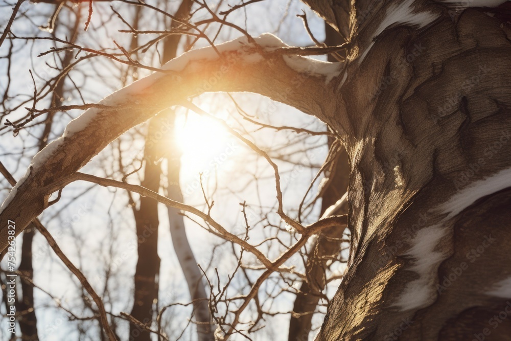 Poster sunlight filtering through tree branches, ideal for nature themes