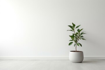 A potted plant in front of a white wall, suitable for interior design projects
