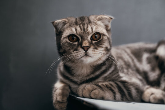 A Scottish Fold cat lounging in a bowl, gazing at the camera