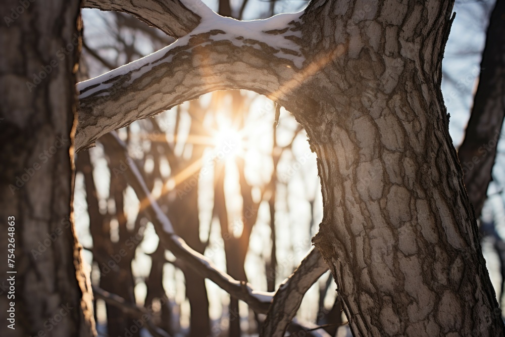Poster sunlight filtering through tree branches, ideal for nature concepts
