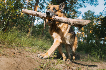 German Shepherd, a carnivorous dog breed, is running in a natural landscape with a stick in its mouth. Dog Run With Wooden Stick In Summer Forest Season. Cute Beautiful Shepherd Dog Running On country - 754266097