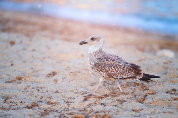 Seagull on the beach. A seagull bird