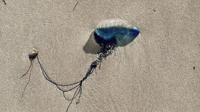 Medusa is a Portuguese boat on the beach of Cuba. A dangerous and poisonous jellyfish washed ashore in the Atlantic Ocean by a storm. A balloon with a pink and blue jellyfish on the sand.