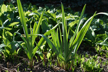Obraz premium Garlic plants with wild garlic (Allium ursinum) in the back