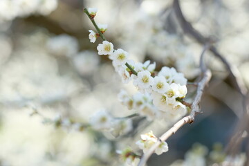 Japanese plum blossom in early spring	
