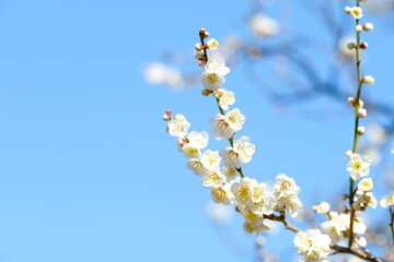 white Japanese apricot (Ume) in full blooming	
