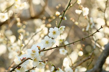 Japanese plum blossom in early spring	
