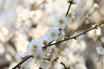 Japanese plum blossom in early spring	
