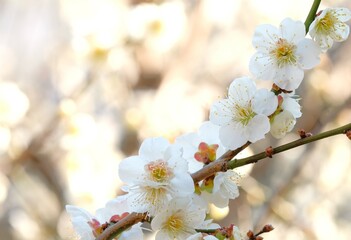 Japanese plum blossom in early spring	
