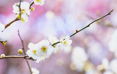 Japanese plum blossom in early spring	
