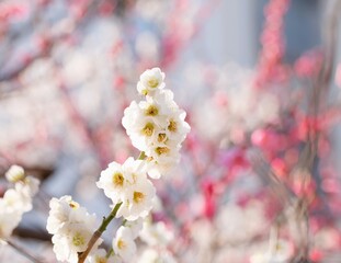 Japanese plum blossom in early spring	
