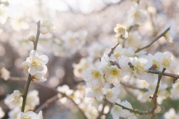 Japanese plum blossom in early spring	
