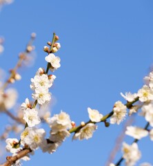 Japanese plum blossom in early spring	
