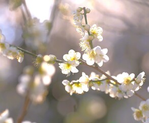 Japanese plum blossom in early spring	
