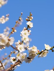 Japanese plum blossom in early spring	

