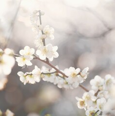 white Japanese apricot (Ume) in full blooming	
