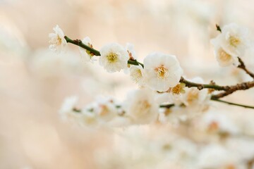 white Japanese apricot (Ume) in full blooming	
