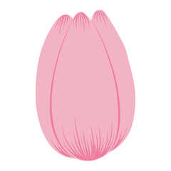 Tulip flower head hand drawn flat illustration. Spring blossom, pink bloom, floral element. Vector design, isolated. Mothers Day, Easter, seasonal, botanical clip art