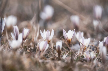 The first spring flowers, snowdrops Alatau saffron a whole meadow of white flowers