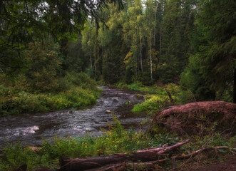 Fototapeta na wymiar river in a beautiful northern forest in summer, Lendulovskaya Grove, Russia.