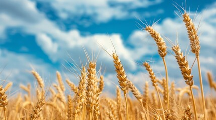 Fototapeta premium Wheat field under a blue sky, epitomizing agriculture, growth, and food production, ideal for farming and rural scenes.