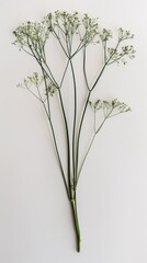 Fototapeta premium fresh herbs dill.