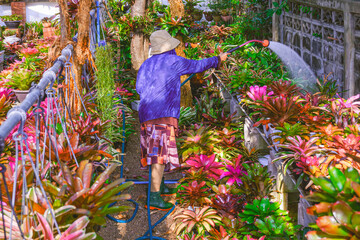 Woman watering different types of colorful bromeliad plants in ornamental plant nursery garden at...