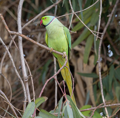 green parrot on branch