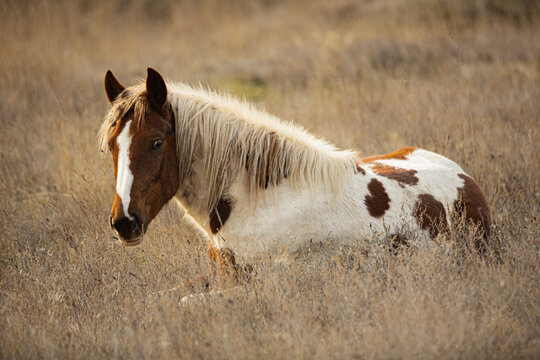A spotted horse lies in dry grass. Artistic close-up photo.