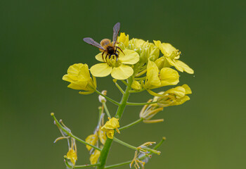 bee on yellow flower