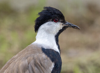 black crowned crane
