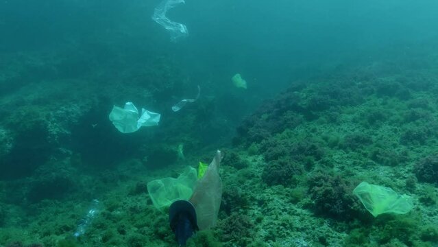 Plastic bags drift in the mid-water above a coral reef, illustrating the intrusion of plastic pollution into vibrant marine ecosystems.