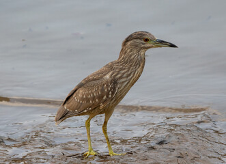 blue heron ardea cinerea