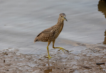 heron on the beach