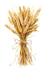 Fototapeta premium A sheaf of ripe wheat tied with a ribbon, isolated on white, represents harvest, agriculture, and natural food resources, transparent background