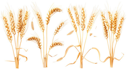 A diverse collection of wheat ears isolated on white, showcasing various stages of maturity and forms, perfect for agricultural and botanical themes - obrazy, fototapety, plakaty