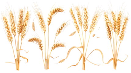 Foto op Plexiglas A diverse collection of wheat ears isolated on white, showcasing various stages of maturity and forms, perfect for agricultural and botanical themes © mashimara