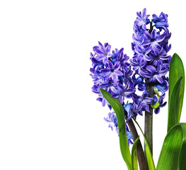 blue hyacinth flower on transparent background