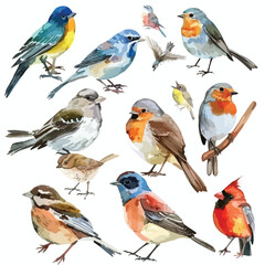 A collection of different types of birds. watercolor