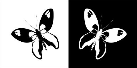  Illustration vector graphics of butterfly icon
