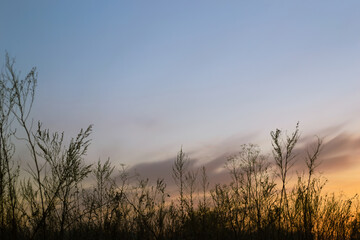 The silhouette of grass at dusk against a beautiful sky at sunset