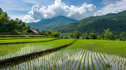 Foto auf Alu-Dibond Thailand. Rice terraces agricultural sceneries. Rice fields with asian farmers. Vector illustration. People planting and grow rice in rainy season. © Ziyan Yang
